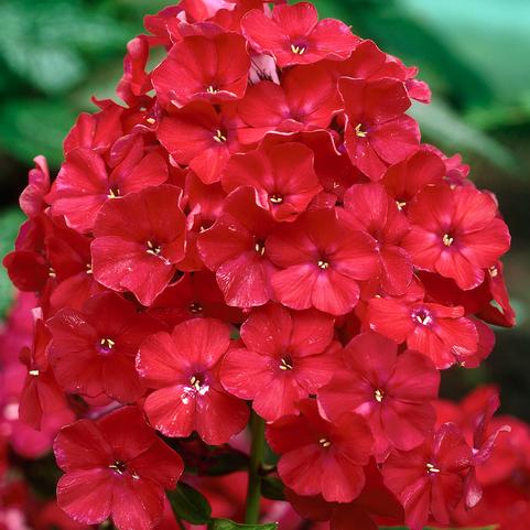Summer Phlox Orange Perfection (Ships in Spring) 