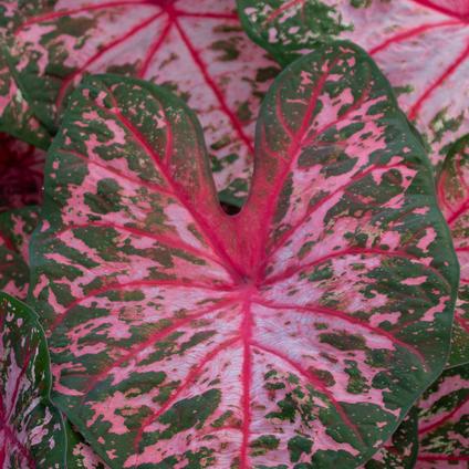 Caladium Fancy Leaf 'Carolyn Whorton' (Ships in Spring) 
