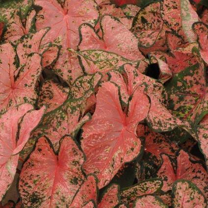 Caladium Fancy Leaf 'Pink Beauty' (Ships in Spring) 