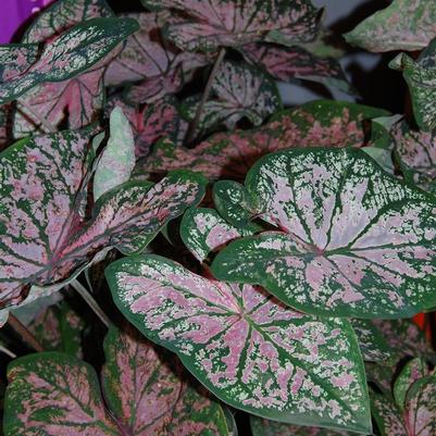 Caladium Fancy Leaf 'Elise' (Ships in Spring) 