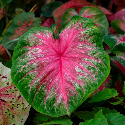 Caladium Fancy Leaf 'Rosebud' (Ships in Spring) 