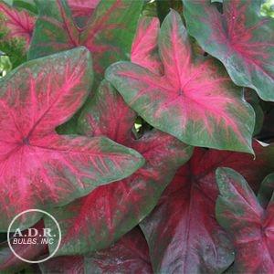 Caladium Fancy Leaf 'Postman Joyner' (Ships in Spring) 