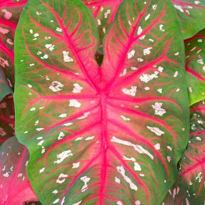 Caladium Fancy Leaf 'Red Flash' (Ships in Spring) 