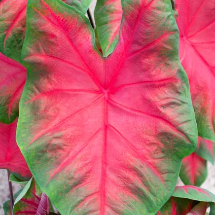 Caladium Fancy Leaf 'Freida Hemple' (Ships in Spring) 