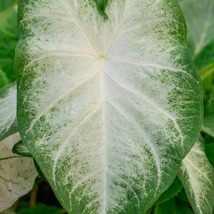 Caladium Fancy Leaf 'Aaron' (Ships in Spring) 