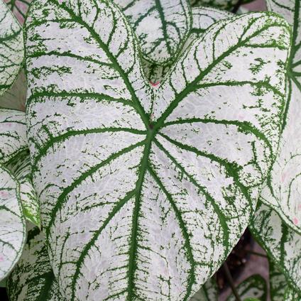 Caladium Fancy Leaf 'White Christmas' (Ships in Spring) 