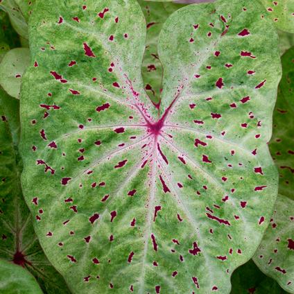 Caladium Speckled 'Miss Muffet' (Ships in Spring) 