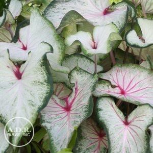 Caladium Strap Leaf 'White Wings' (Ships in Spring) 