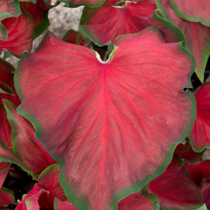 Caladium Strap Leaf 'Red Ruffles' (Ships in Spring) 