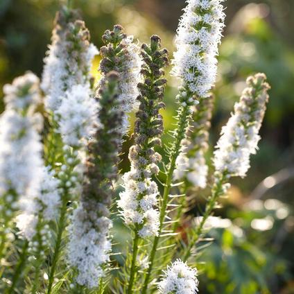 Liatris Spicata Alba (Ships in Spring) 