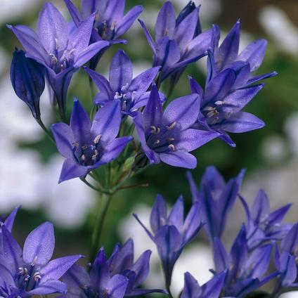 Tritelia Queen Fabiola (Ships in Spring) 