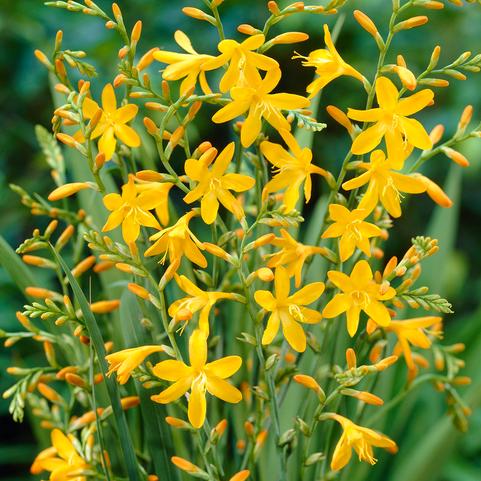 Crocosmia George Davidson (Ships in Spring) 