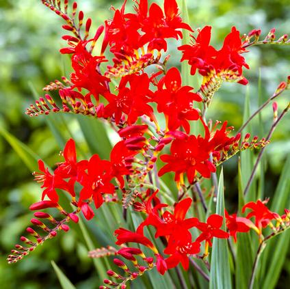 Crocosmia Lucifer (Ships in Spring) 