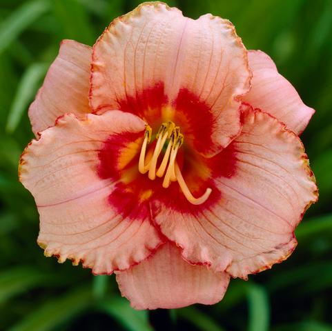 Hemerocallis Eyezone 'Strawberry Candy' (Ships in Spring) 