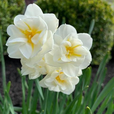 Narcissi Bunch Flowering 'Cheerfulness' 