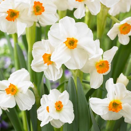Narcissi Bunch Flowering 'Geranium' 