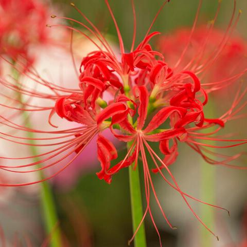 Lycoris Spider Lily 'Radiata' 
