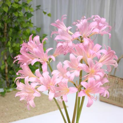 Lycoris Spider Lily 'Squamigera' 