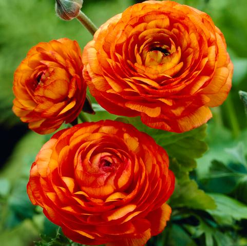 Ranunculus Aviv 'Orange' 