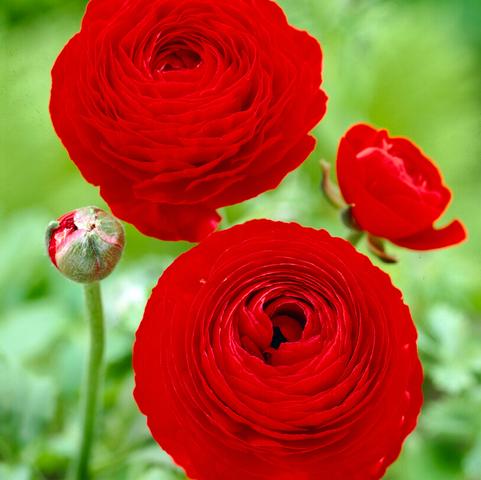 Ranunculus Aviv 'Red' 