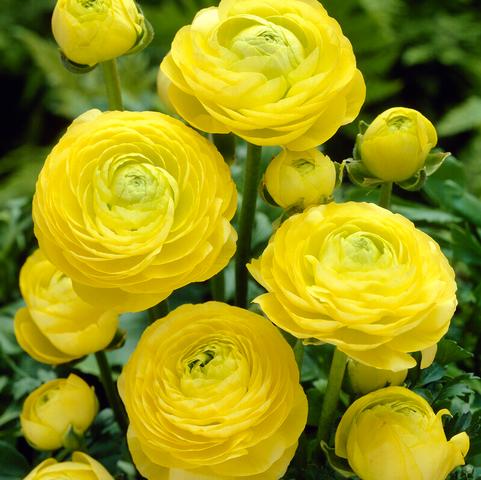Ranunculus Aviv 'Yellow' 