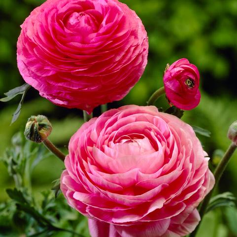 Ranunculus Aviv 'Pink' 