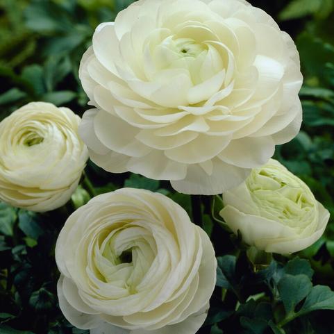 Ranunculus Aviv 'White' 