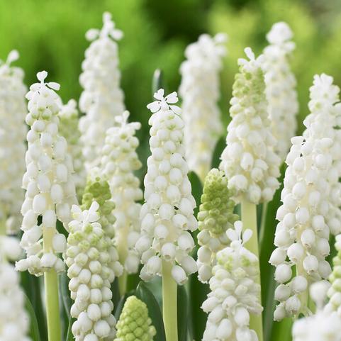 Muscari 'Botryoides Album' 