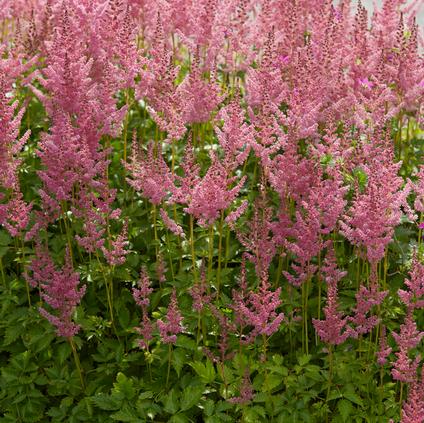 Astilbe Visions in Pink (Ships in Spring) 