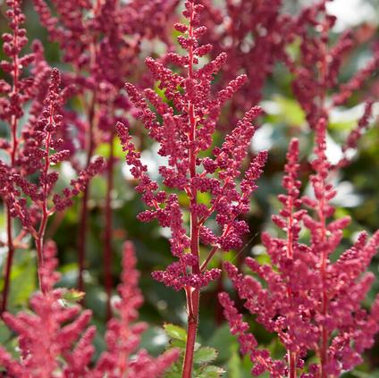 Astilbe Visions in Red (Ships in Spring) 