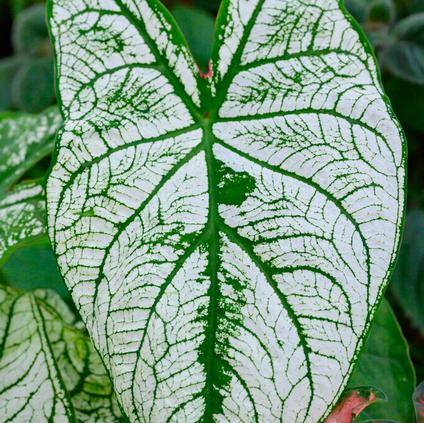 Caladium Fancy Leaf 'Candidum' (Ships in Spring) 