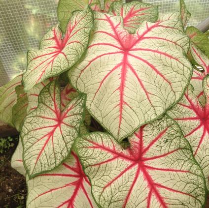 Caladium Fancy Leaf 'White Queen' (Ships in Spring) 