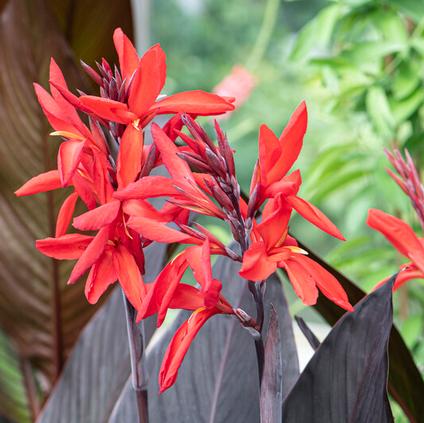 Canna Tall Brown Leaf 'Black Knight' (Ships in Spring) 