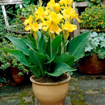 Canna Tall 'Yellow King Humbert' (Ships in Spring) 