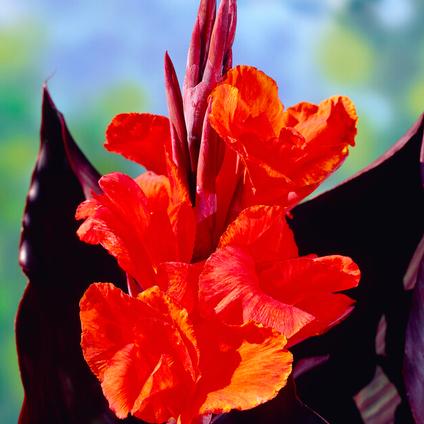 Canna Tall 'Red King Humbert' (Ships in Spring) 