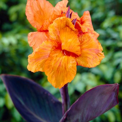 Canna Tall 'Wyoming' (Ships in Spring) 