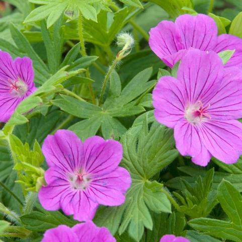 Geranium Tiny Monster (Ships in Spring) 