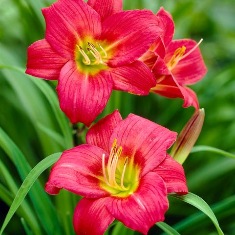 Hemerocallis rebloomer 'Little Business' (Ships in Spring) 