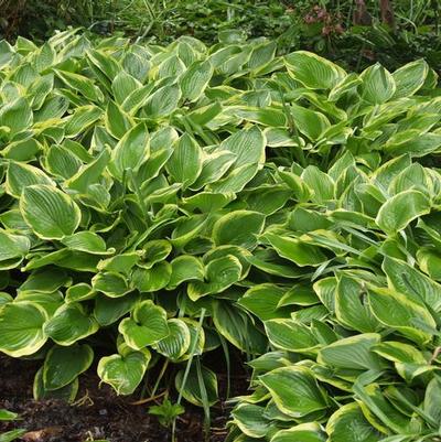 Hosta Fortunei Aureo Marginata (Ships in Spring) 