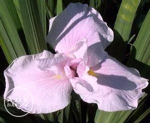 Iris Ensata Pink Lady (Ships in Spring) Japanese Iris: Bin Display Box of 50 Bulbs, 2 year division (2 fan)