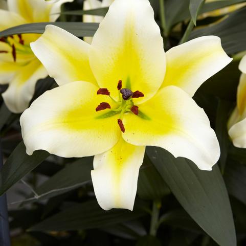 Lilium OT Hybrid 'Conca d'Or' (Ships in Spring) Lily: Bag of 25 Bulbs, Size 16/18