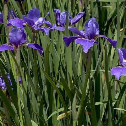 Iris Sibirica Silver Edge (Ships in Spring) 