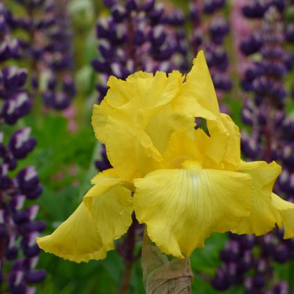 Iris Germanica 'Harvest Of Memories' 