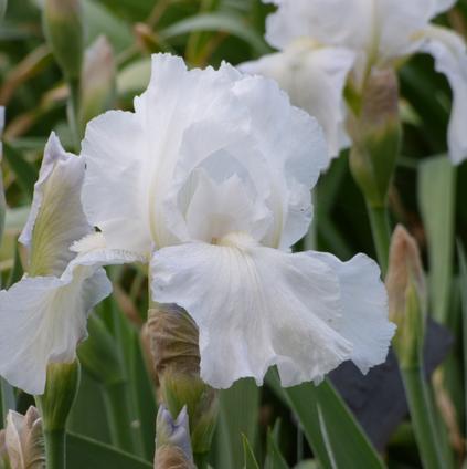 Iris Germanica 'Immortality' 