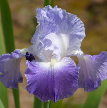 Iris Germanica 'Clarence' 