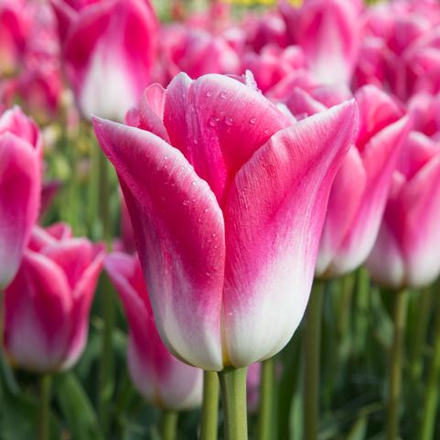 Tulipa Triumph 'Dynasty' 