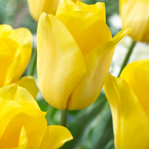 Tulipa Triumph 'Strong Gold' 