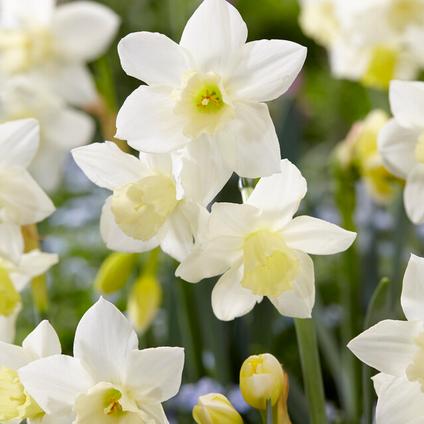 Narcissi Miniature 'Pueblo' 