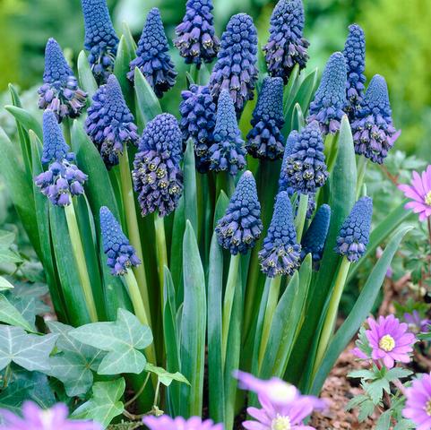 Muscari 'Paradoxum' 