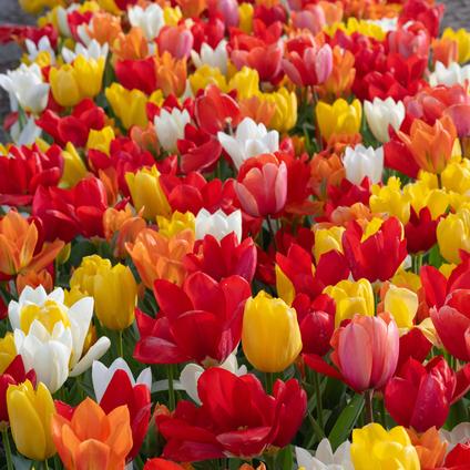 Tulipa Emperor 'Emperor Mixture' 